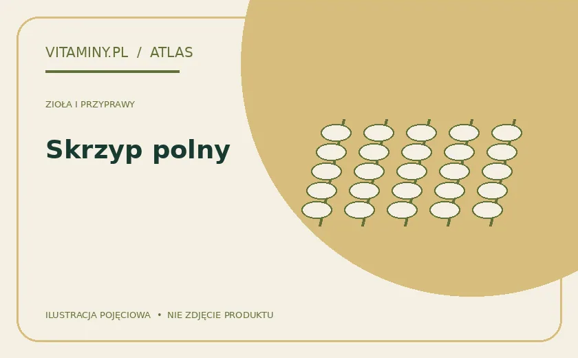 Skrzyp polny — ilustracja edukacyjna