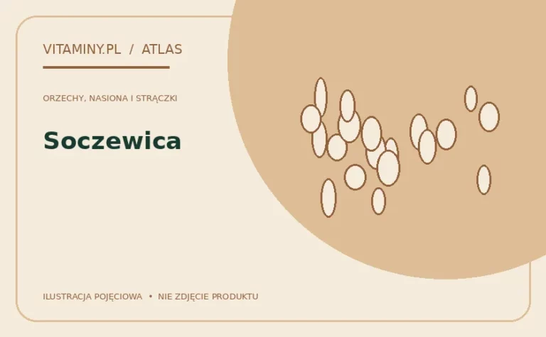 Soczewica — ilustracja edukacyjna
