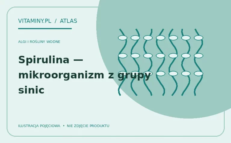 Spirulina — mikroorganizm z grupy sinic — ilustracja edukacyjna