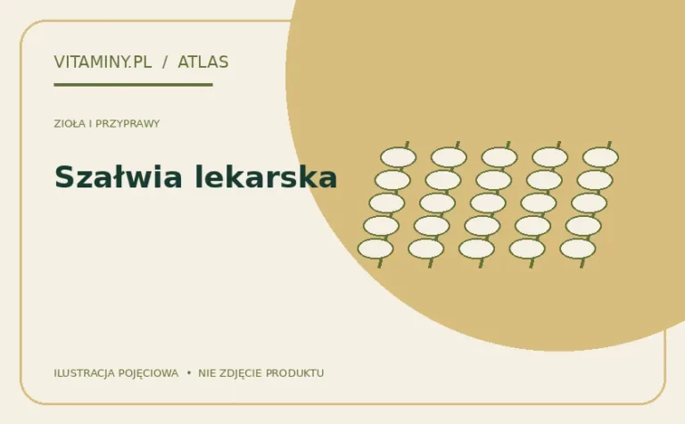 Szałwia lekarska — ilustracja edukacyjna