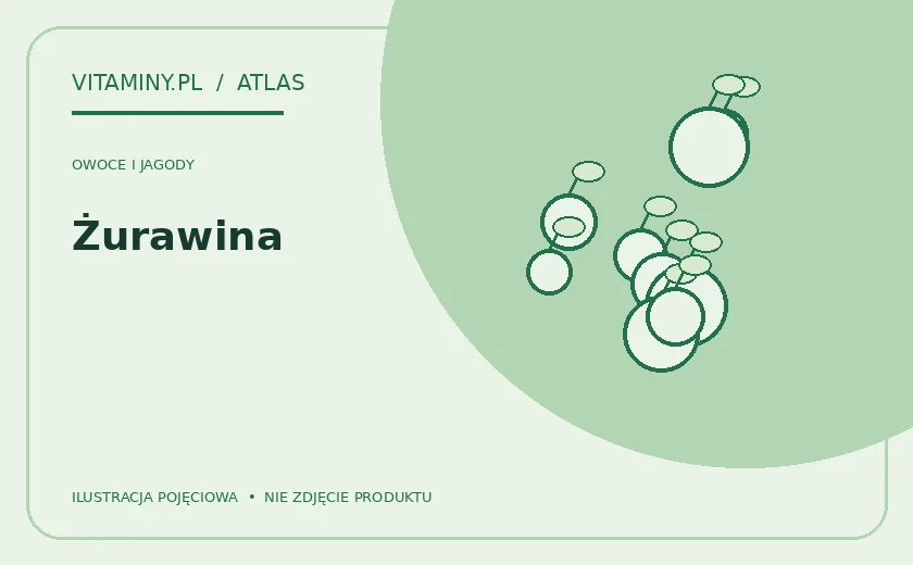 Żurawina — ilustracja edukacyjna